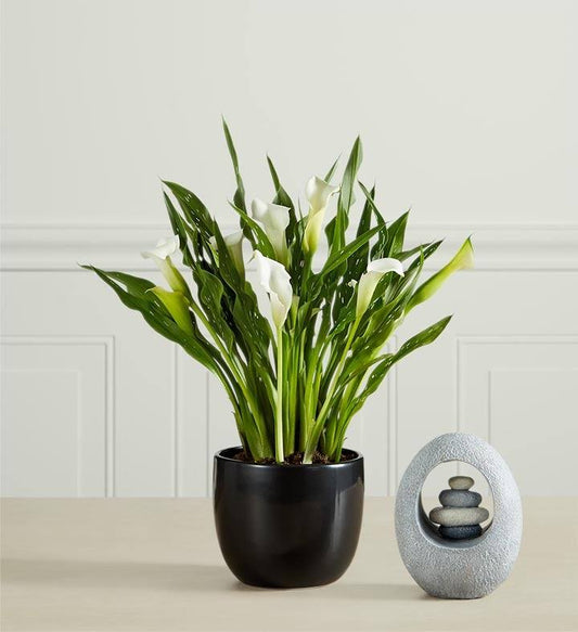 1-800-Flowers Sophisticated White Calla Lily