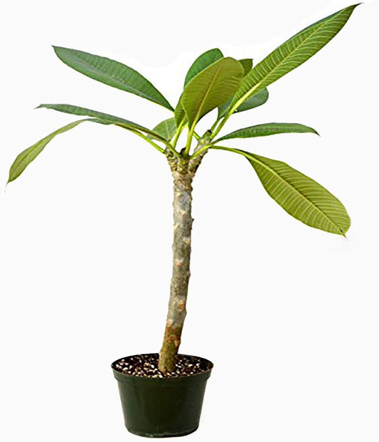 Artistic Solutions Large, Well Rooted Plumeria Plant, Frangipani Tree